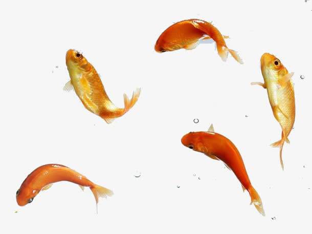 魚(yú)兒離不開(kāi)水，健康離不開(kāi)氧